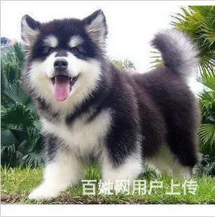 长春如何挑选纯种阿拉斯加，阿拉斯加靠谱商家 - 图片 5