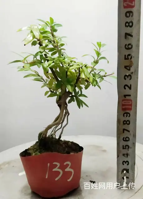 湖北大学自考本科毕业生杨世毅先生淘宝盛世鑫毅植物园 - 图片 9