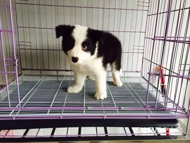 辽阳边牧养殖户 繁殖边牧幼犬的地址 - 图片 9