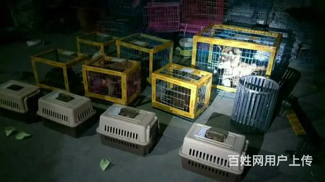宿州中天宠物托运有限公司 - 图片 9