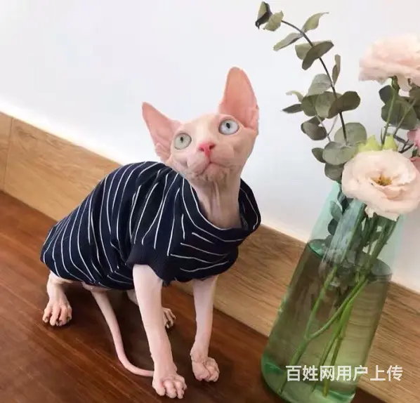 斯芬克斯无毛猫本地哪里有卖的 养无毛要注意什么 多少 - 图片 6