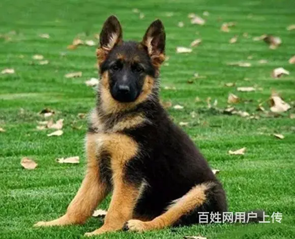 包头好看的德牧哪里有卖 血统德牧多少钱一头 - 图片 4