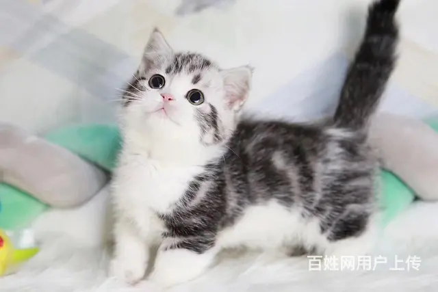 哪里有短毛猫卖的 纯种健康 短毛猫有什么习惯 - 图片 2