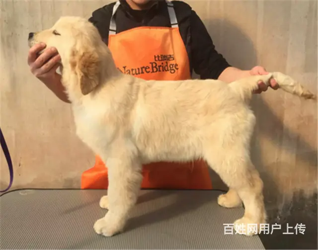 纯种健康金毛幼犬、品种齐全纯正血统 品质有保证 - 图片 2