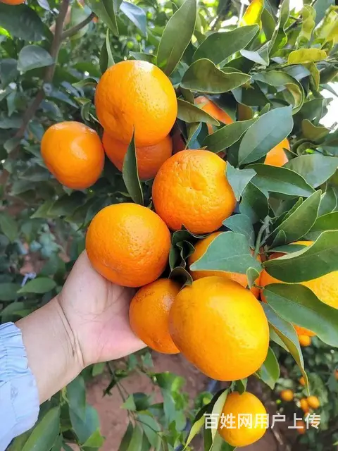 水果供应商成都水果批发市场配送全品类水果上门 - 图片 3