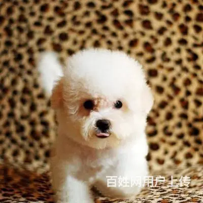 广州比熊犬一只多少钱 实体犬舍 自家繁殖保健康 - 图片 11