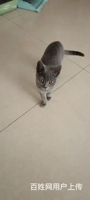 4个月蓝猫出售 - 图片 4