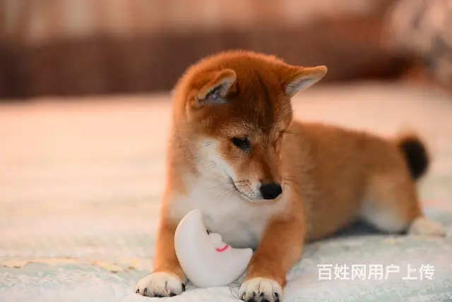 琼中哪里有高品质纯种柴犬幼犬出售 自家犬舍繁育 购 - 图片 4