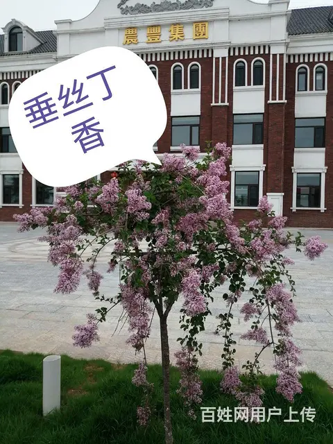 新品种花卉垂丝丁香欧丁香专业除杂草苗木修剪 - 图片 8