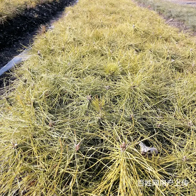 大量出售各种造林树苗 - 图片 3