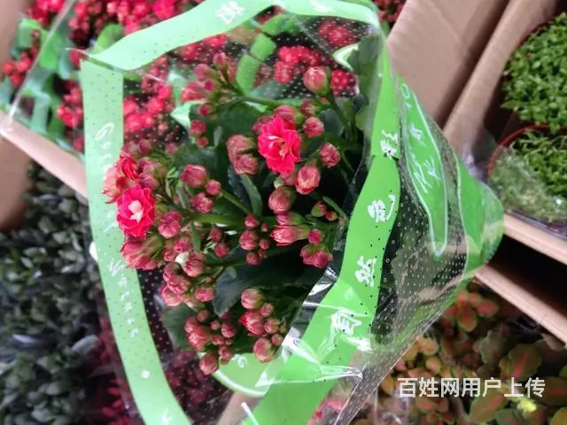 苏州金丝雀园艺！做高端的绿植租赁！优惠哦！ - 图片 7