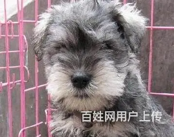 辽阳正规雪纳瑞犬舍地点联系方式 - 图片 2