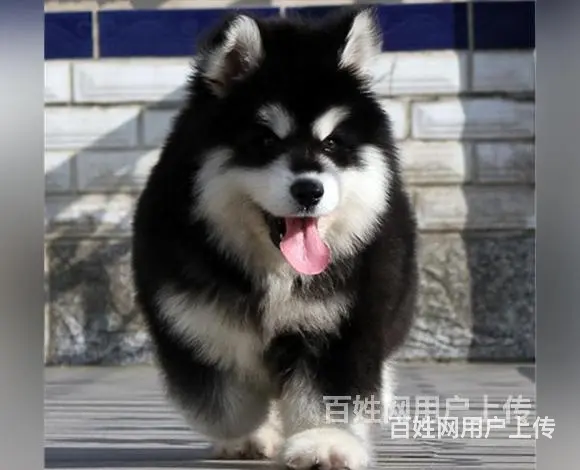 济宁好看的阿拉斯加哪里有卖血统阿拉斯加多少钱一头 - 图片 1