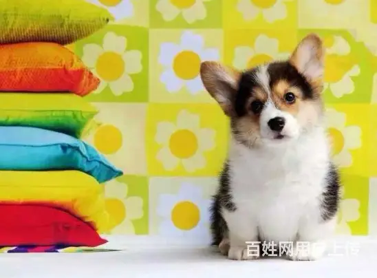 宿州本地柯基犬犬舍，本地柯基犬在哪里 - 图片 12