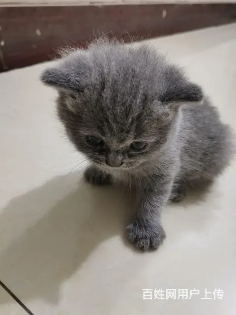 【搞定了！】出售精品蓝猫 - 图片 1