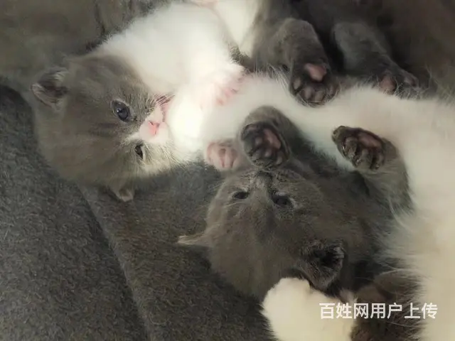 蓝白猫，蓝猫 - 图片 1