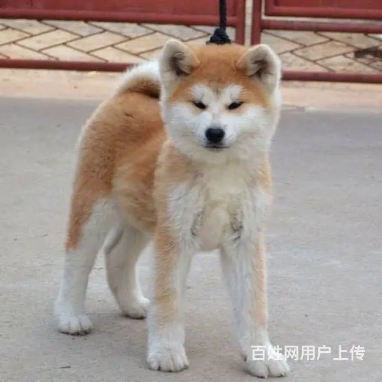 广州买狗首选推荐 正规犬舍 纯种秋田犬多只待售 - 图片 1