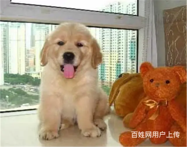 纯种健康金毛幼犬、品种齐全纯正血统 品质有保证 - 图片 3