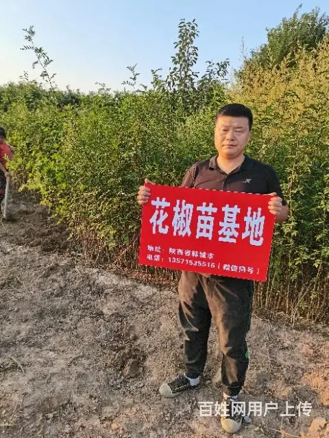 纯正韩城大红袍花椒树苗价格 - 图片 3