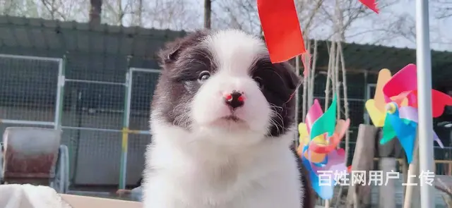 宿迁【益帆边境牧羊犬舍】，价格优惠，真实视频 - 图片 9