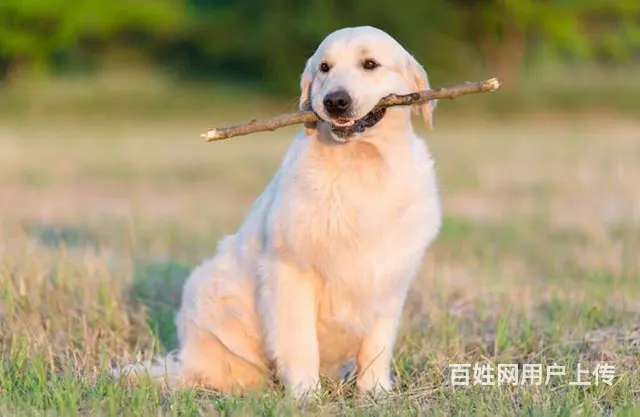 广州番禺亚运城宠物狗狗寄养训练学校 - 图片 1