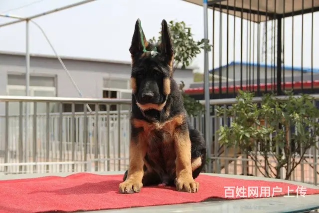 大头德牧 锤系德牧价格 专业锤系德牧犬舍 签协议 - 图片 8