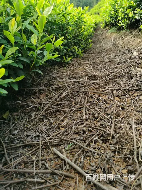 茶叶下油菜饼 提升茶叶品质 原产地直销 - 图片 4