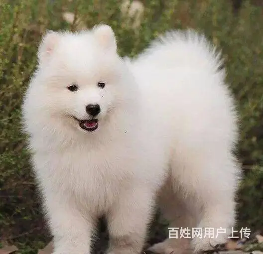 北京出售纯种萨摩耶幼犬  萨摩耶多少钱一只 - 图片 1