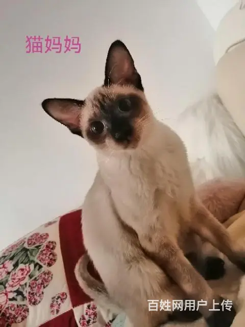 自家养的暹罗猫生的五只可爱的小猫 - 图片 3