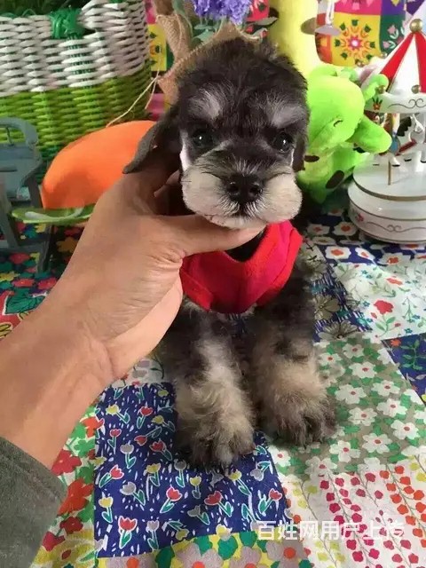 广州买狗的地方 广州纯种健康迷你雪纳瑞犬一只多少钱 - 图片 6