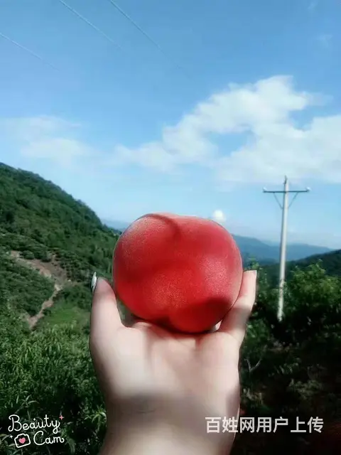 丹东 河口特产燕红桃 水果招代理商 团购商  批发 - 图片 3