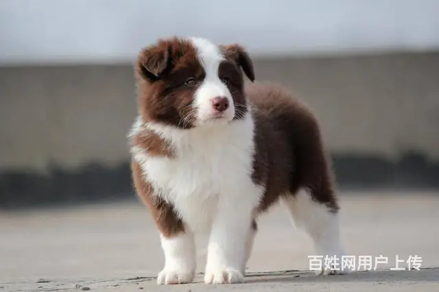 哪里有边境牧羊犬 边牧多少钱一只 纯种边牧多少钱 - 图片 8