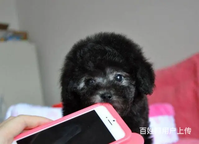精品泰迪犬出售 玩具体 茶杯体 包纯种健康 可刷卡 - 图片 5