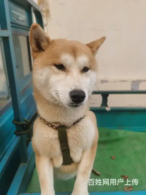 自家柴犬出售 - 图片 1