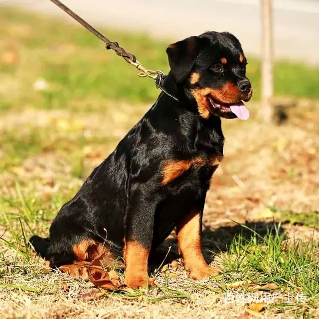 纯种带血统罗威纳犬出售 大骨架赛级品质 可视频选狗 - 图片 2