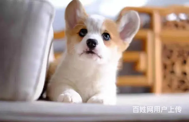 北京哪里有卖纯种柯基犬的 柯基多少钱一只保健康 - 图片 8
