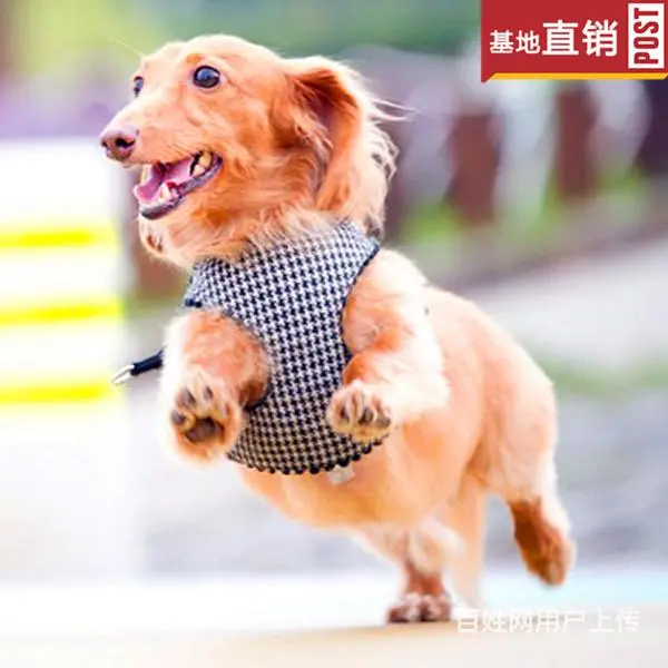 玉林【十年老店】常年繁殖优质血统腊肠犬幼犬 - 图片 7