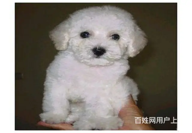 可爱卷毛小体比熊犬 宠物比熊幼犬狗狗来了 - 图片 6