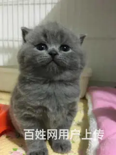 哪里有英短蓝猫卖的 蓝猫多钱一只 - 图片 5