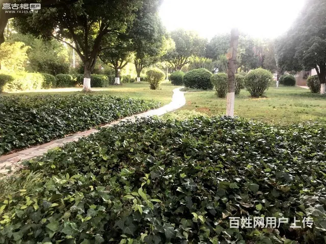 诸葛小区 普通住宅2厅 精装修 - 图片 5