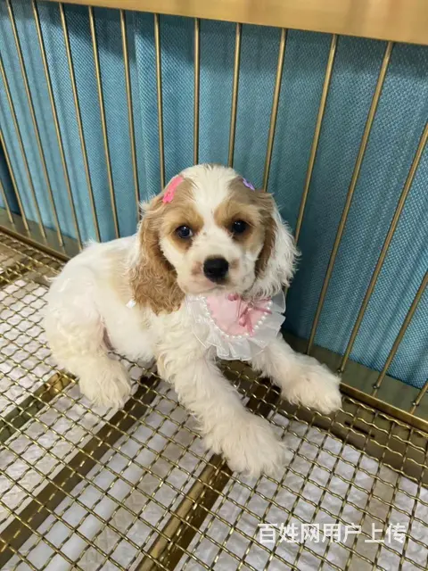 美国可卡犬幼犬找家长 - 图片 3