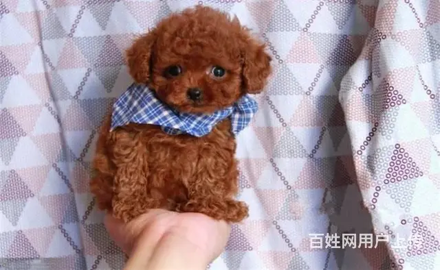 纯种泰迪犬 微小体茶杯泰迪犬价格 泰迪犬舍 - 图片 3