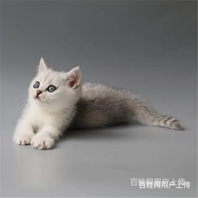 巢湖纯种英短银渐层多少钱一只 - 图片 3