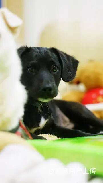 【搞定了！】免费领养黑拉拉串串公4个月驱虫洗澡有打狂犬和犬五 - 图片 2