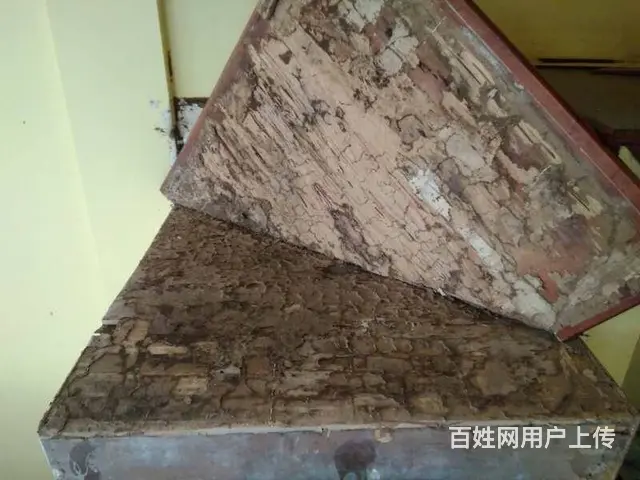德阳灭白蚁公司、什邡灭白蚁公司、绵竹灭白蚁公司 - 图片 1