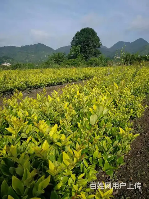 贵州马尼拉草坪，混播草坪，百慕大草坪，草花，苗木， - 图片 2