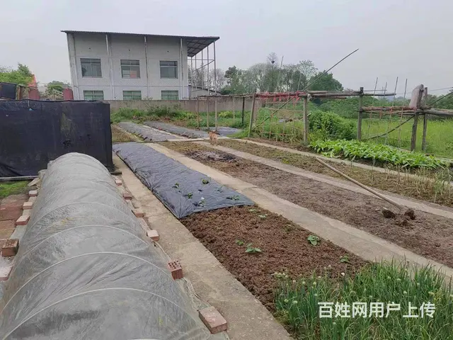 （老板本人）天心区大托铺整栋住房+水泥坪场地房东直租，可分租 - 图片 8