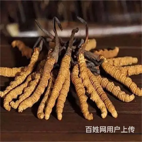 天河区回收冬虫夏草商家虫草回收价钱多少钱一克 - 图片 3