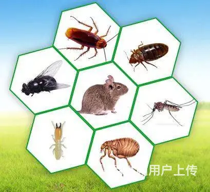 专业四害消杀除蟑螂除蚂蚁除老鼠除百虫 根除干净 - 图片 12