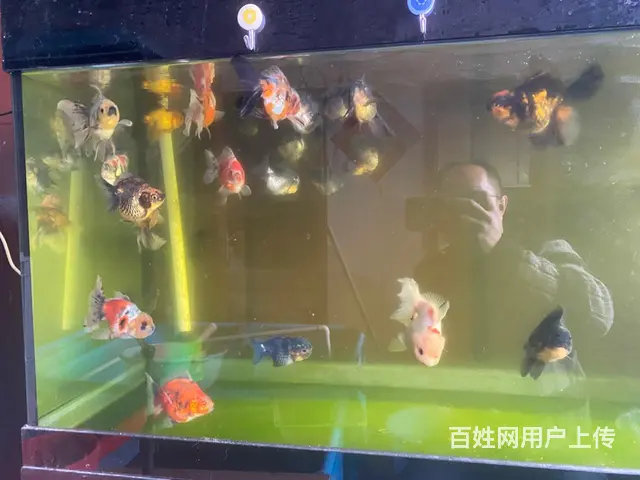 出售元宝鎏金，元宝泰狮，花泰狮 - 图片 8